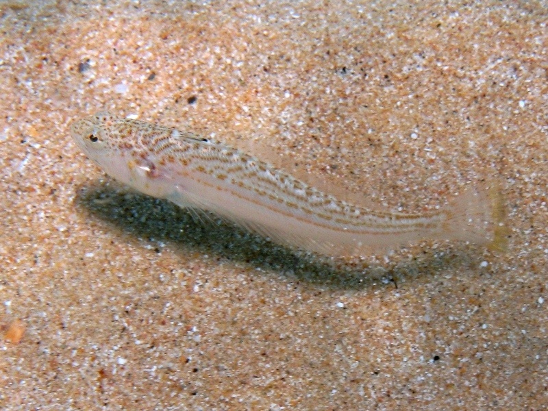 Echiichthys vipera (Cuvier, 1829)